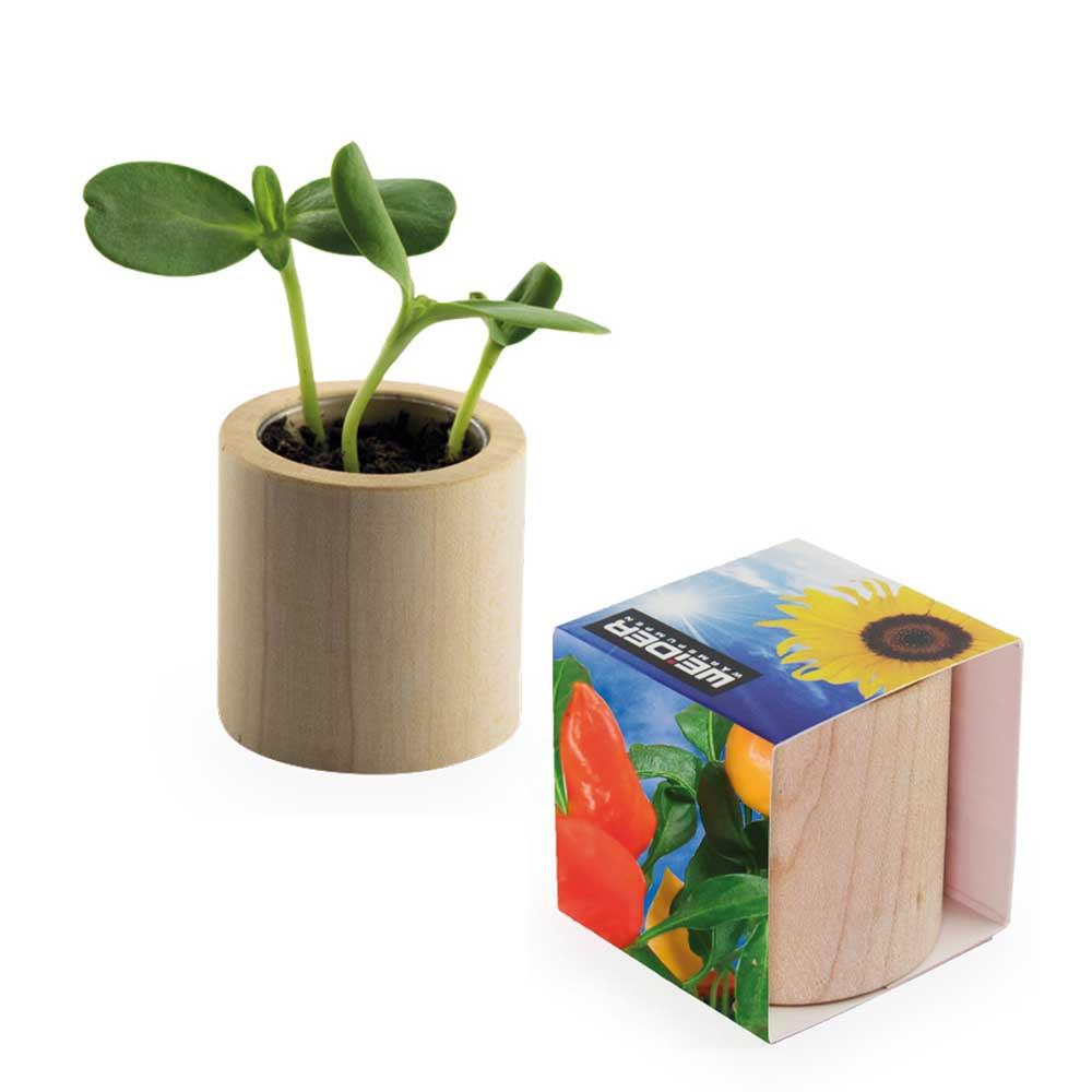 Pflanz-Holz rund mit Samen - Gewürzpaprika, Lasergravur