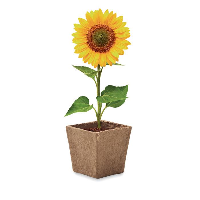 Pflanz-Set Sonnenblume