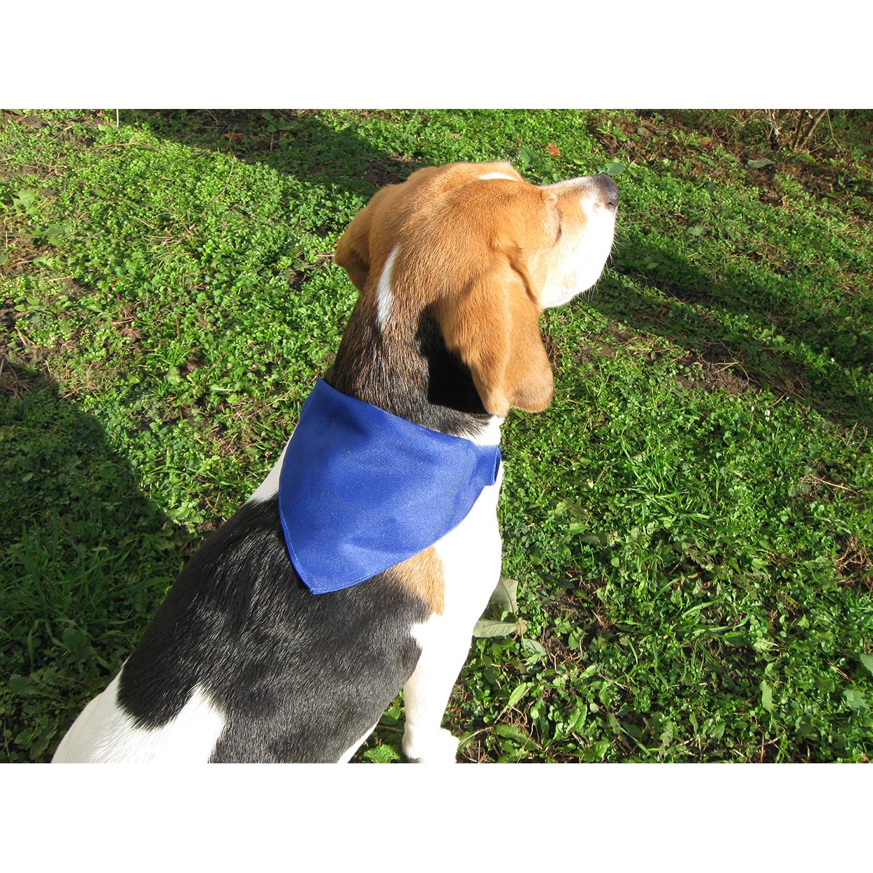 Hundehalsband